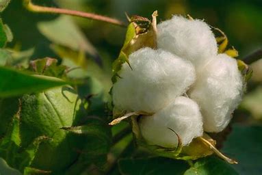 Cotton Close Up