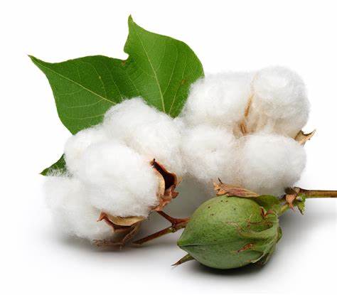 Raw Cotton