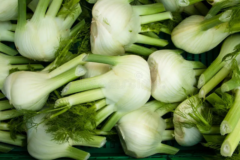 Fennel Close Up
