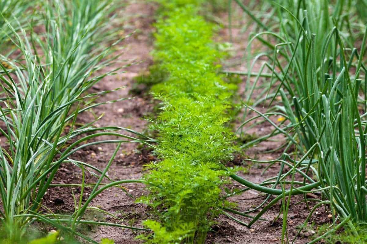 Fennel Field