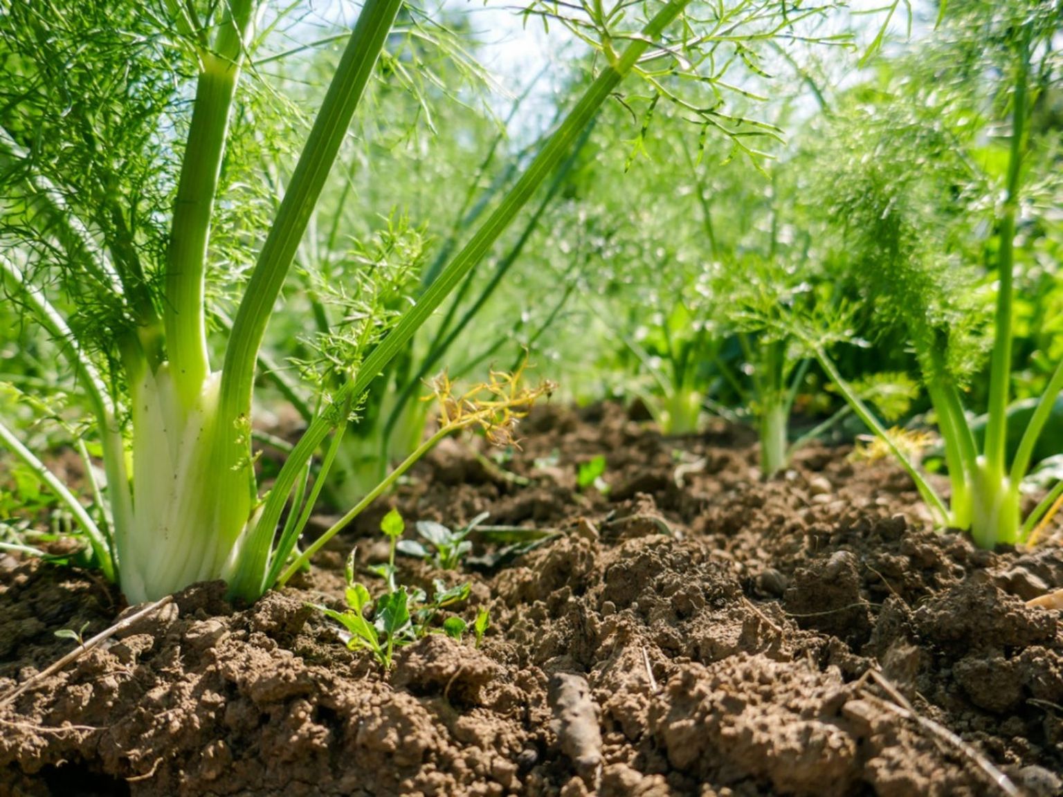 Fennel Plant